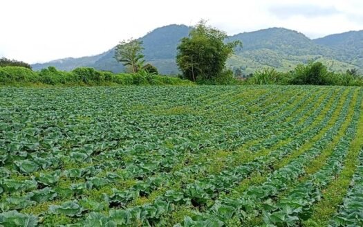 JUAL TANAH PERLADANGAN JLN BARUS JAHE KEC. TANJUNG BARUS KAB. KARO (081264304189)