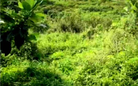 Dijual Tanah di Desa Tangkil, Kecamatan Citeureup, Kabupaten Bogor, Sentul, Jawa Barat