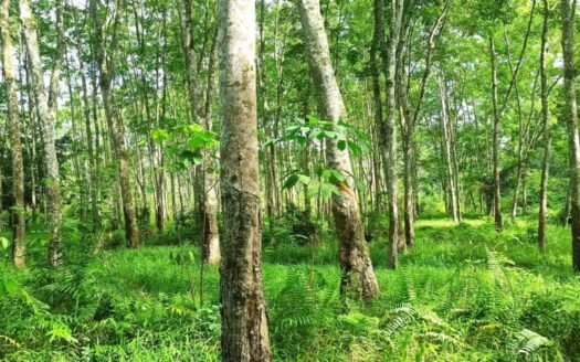 TURUN HARGA – Jual Rugi BU Tanah 1,5 Ha Di Sumatera Selatan. Palembang