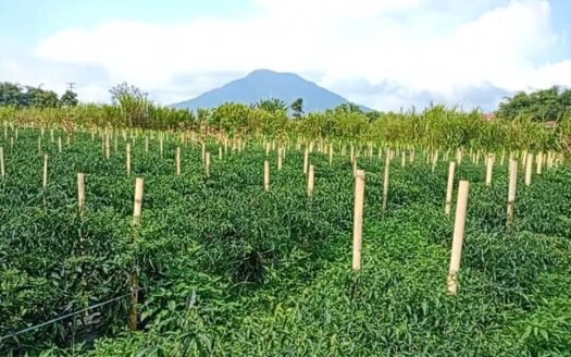 MURAH 330 RIBU/M² TANAH SHM DI DOLAT RAYAT BERASTAGI KHUSUS PEMBELI SERIUS 081264304189