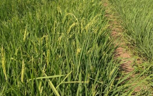 Dijual Tanah Sawah Produktif Pagaden Subang, Potensi Investasi Tinggi