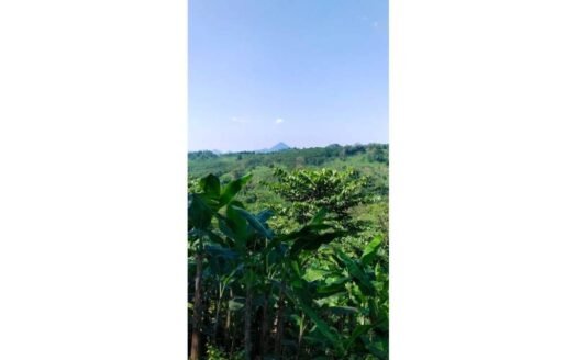 Dijual Tanah Luas 70 Hektar di Cariu, Kabupaten Bogor AG1930