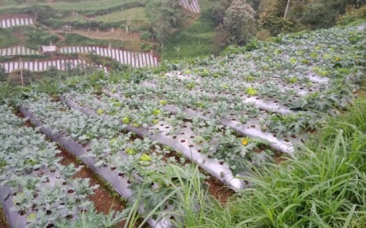 Dijual Tanah Darat 3486m² Cikahuripan Lembang Bandung Barat